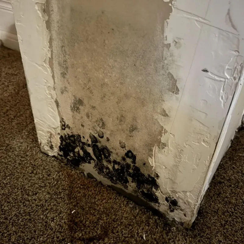 Professional Mold Removal in Carthage, TN
